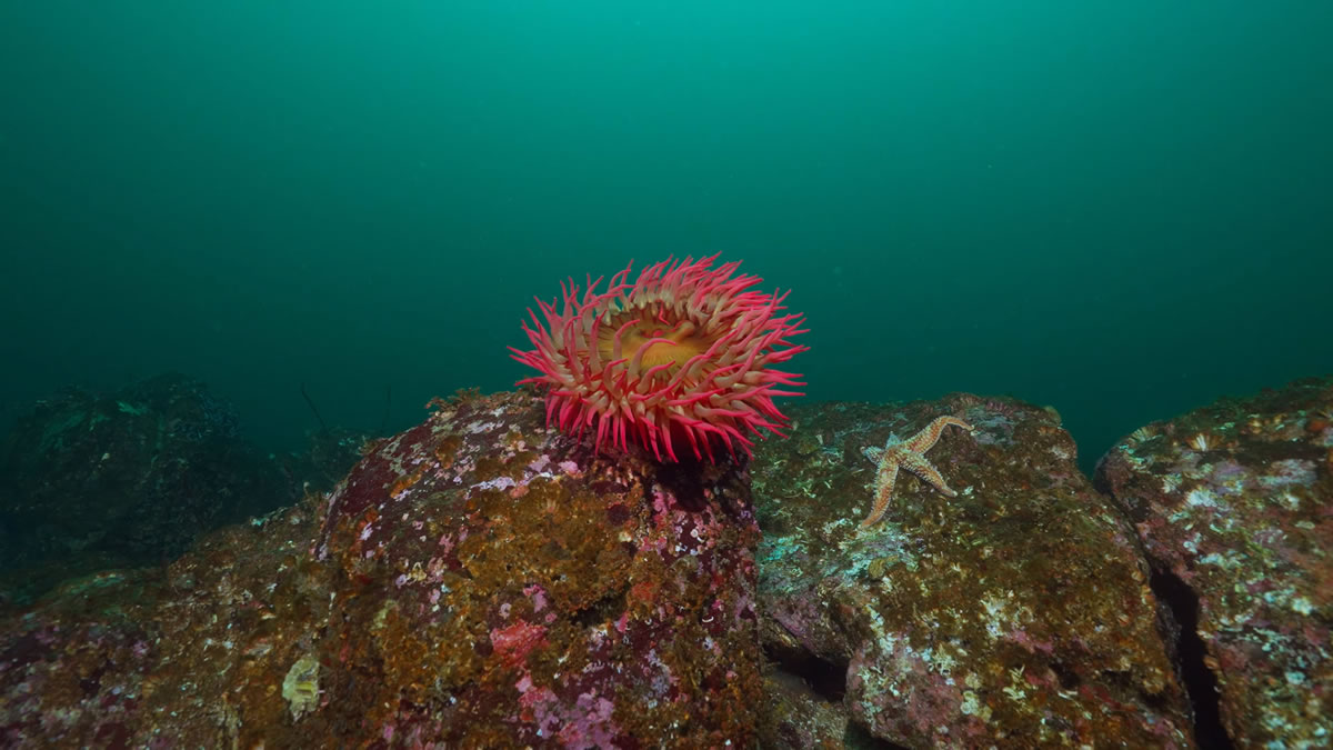 A colorful rose anemone at 5 fathom rock near Browning Passage.