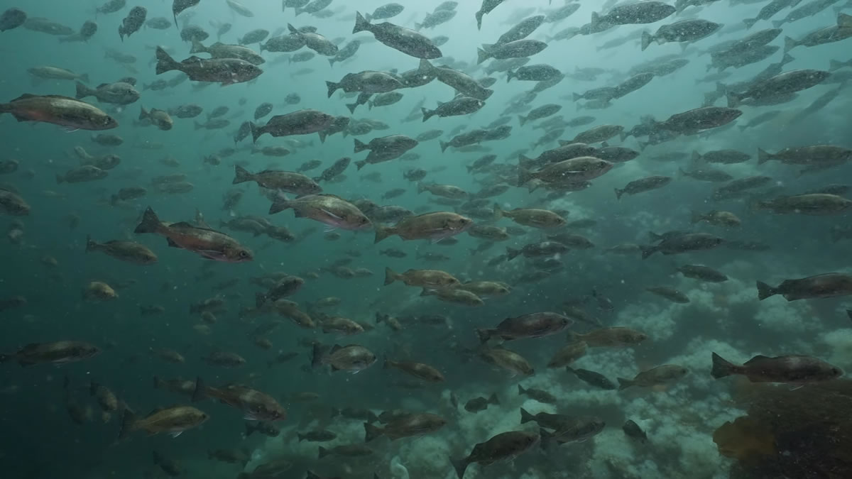 A school of rockfish at the Grotto dive site near Browning Passage.