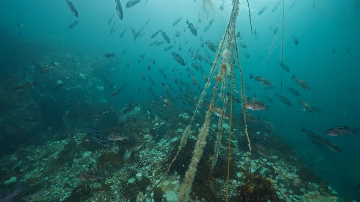 a school of black rockfish in a kelp forest