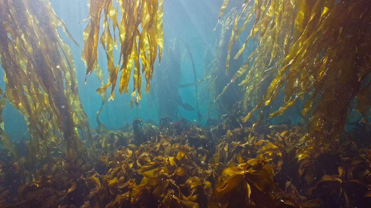 sun rays dancing through the bull kelp in Browning Passage