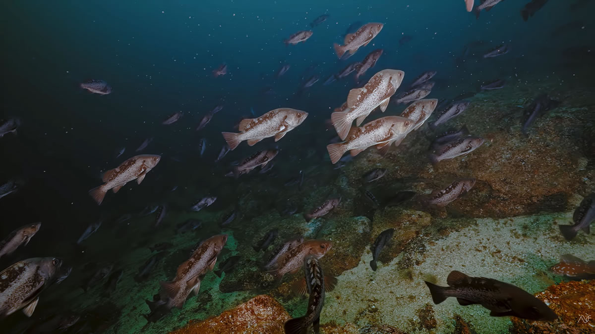 Black Rockfish at 5 fathom rock