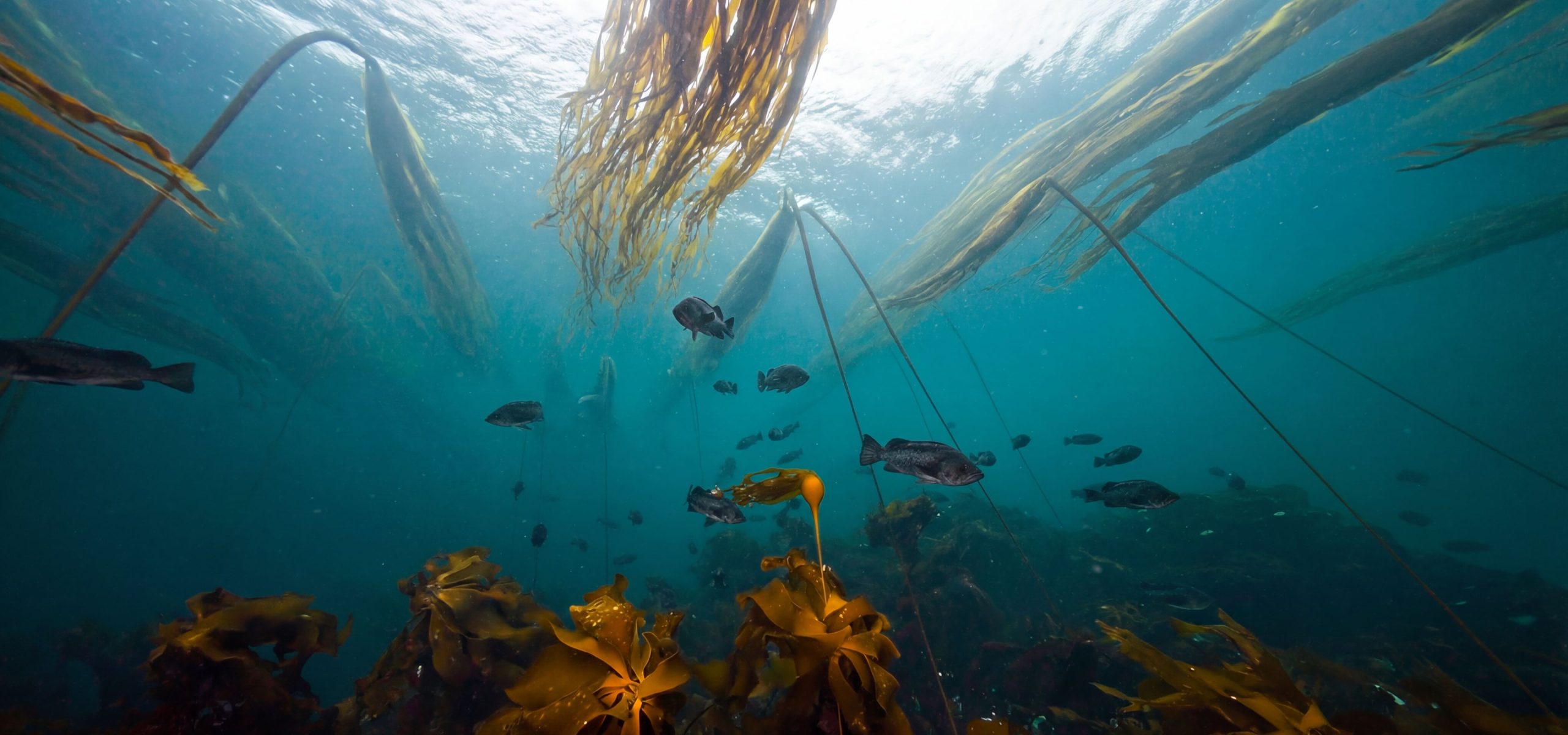 Sunlight filtering through an underwater kelp forest in British Columbia