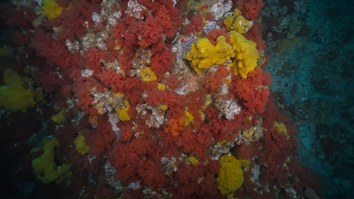 Colorful pink corals and yellow sponges on Browning Wall