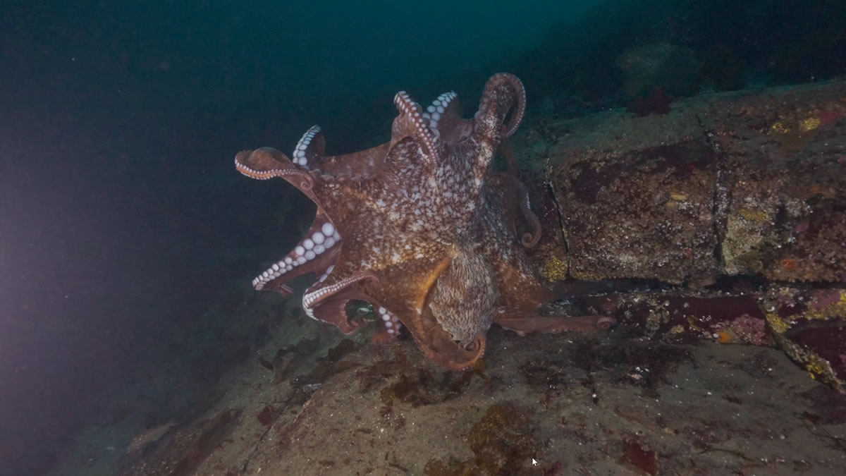 two male giant pacific octopus fighting over a mate