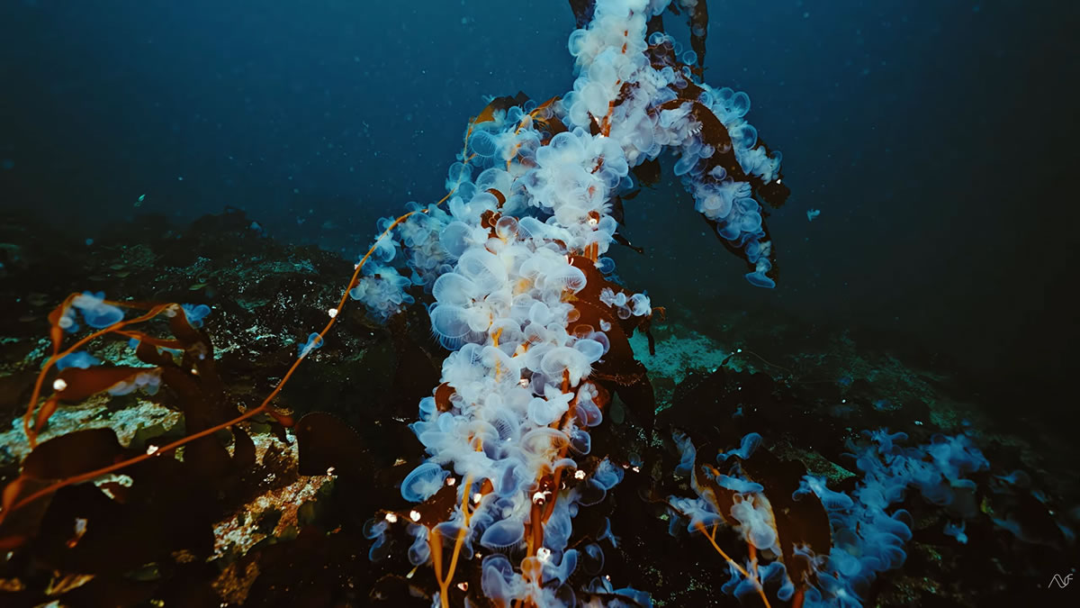 Hooded Nudibranchs clinging to the giant kelp at Bear Cove