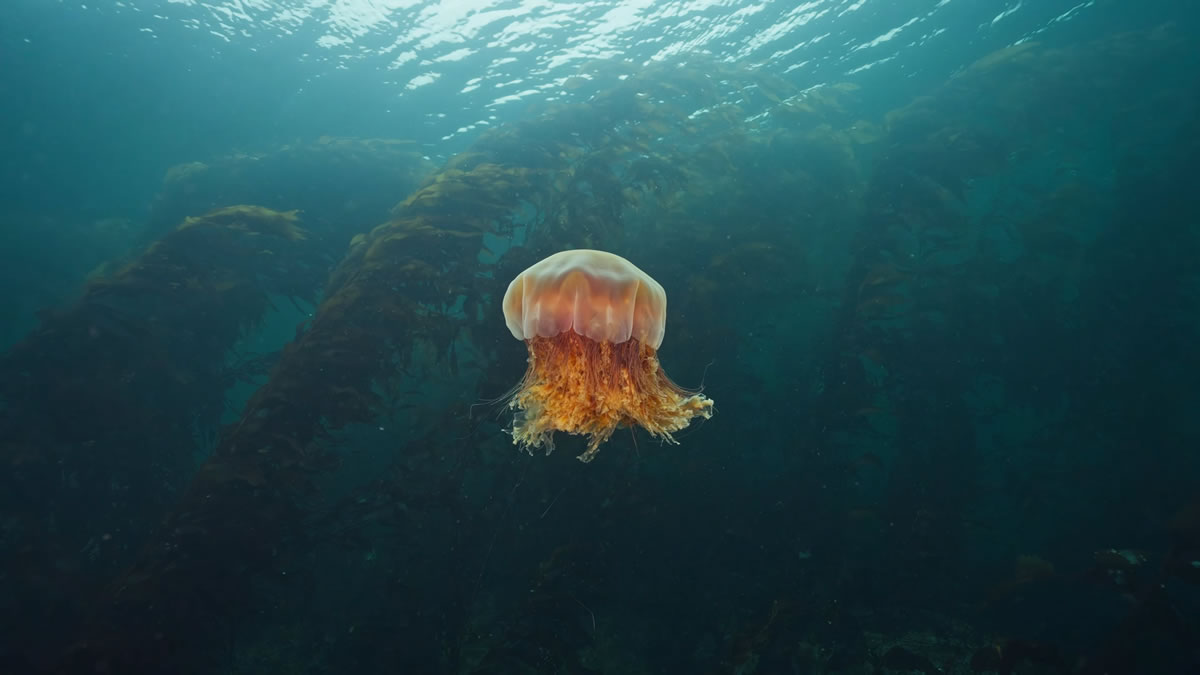 a lions mane jellyfish drifting through the giant kelp