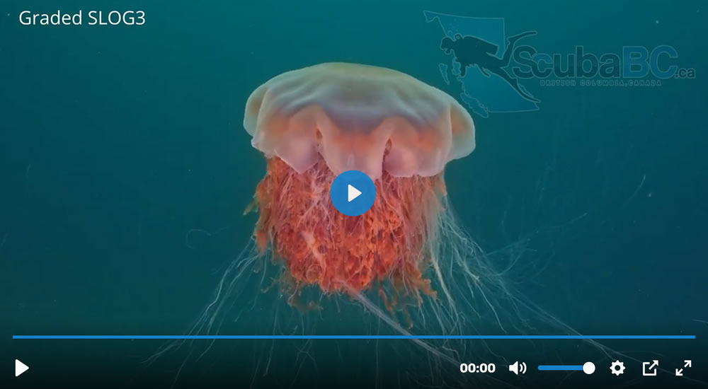 lions-mane-jellyfish-stock-footage-2