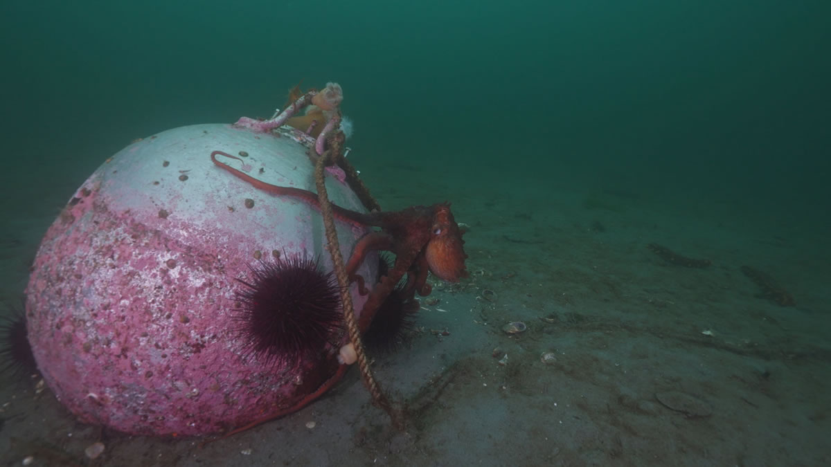 A giant pacific octopus returning to it's den