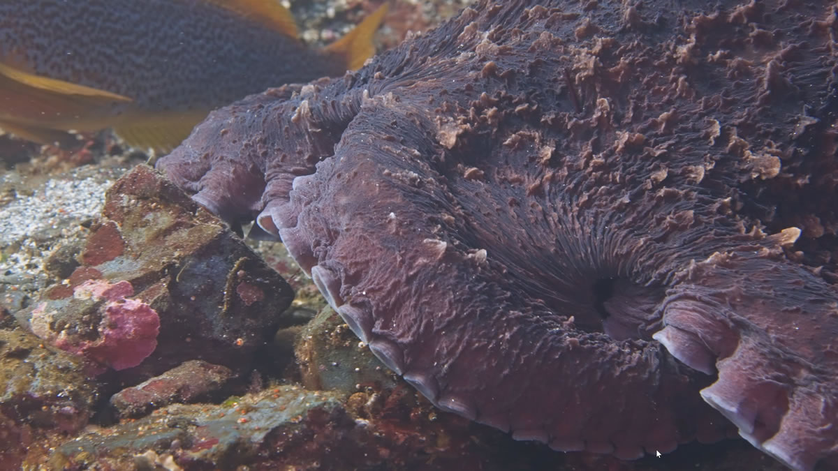A giant pacific octopus crawling along the bottom