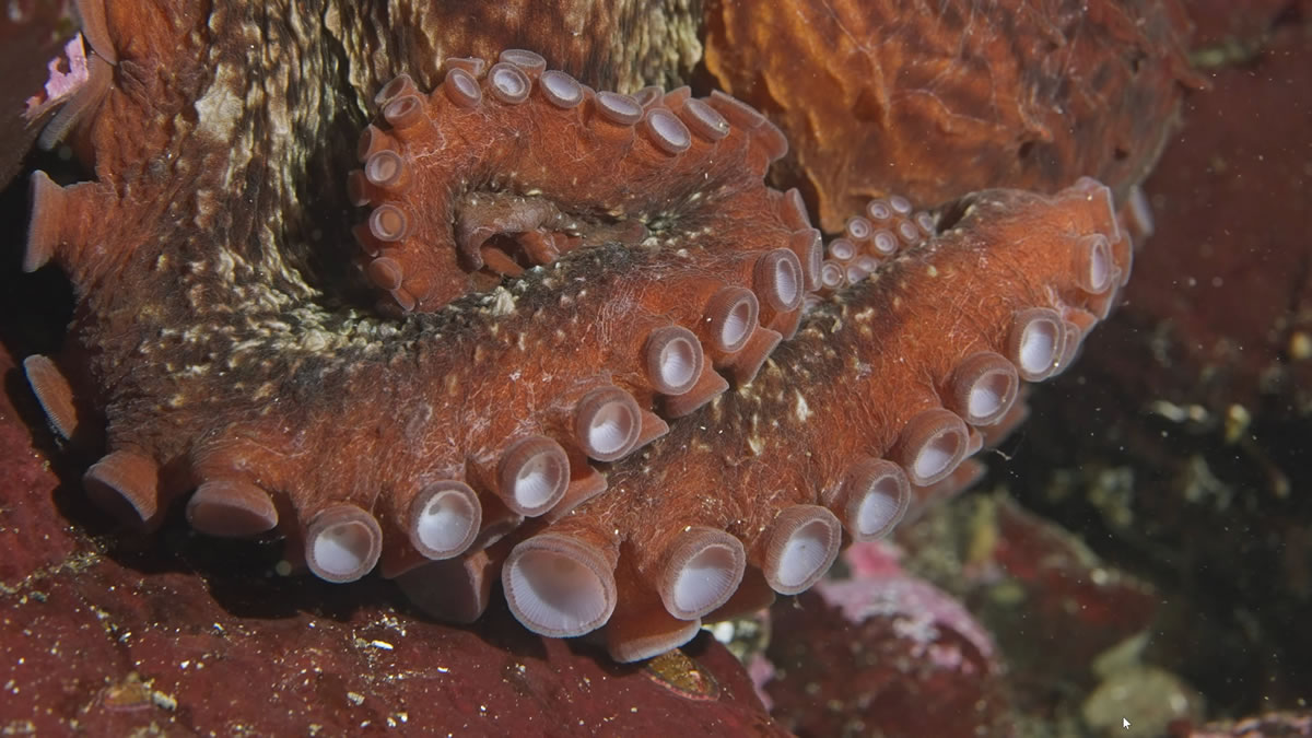 A giant pacific octopus suckers and skin texture