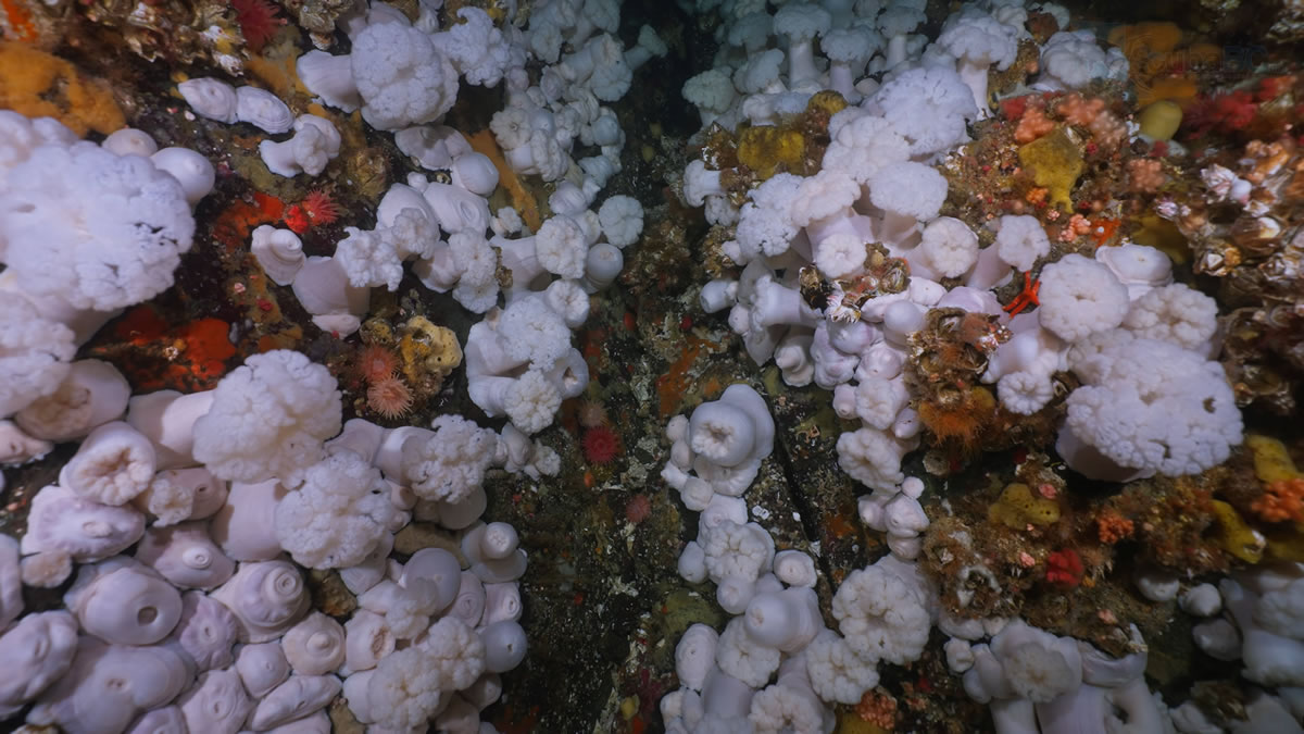 A plumose covered wall at Plumpers Rock