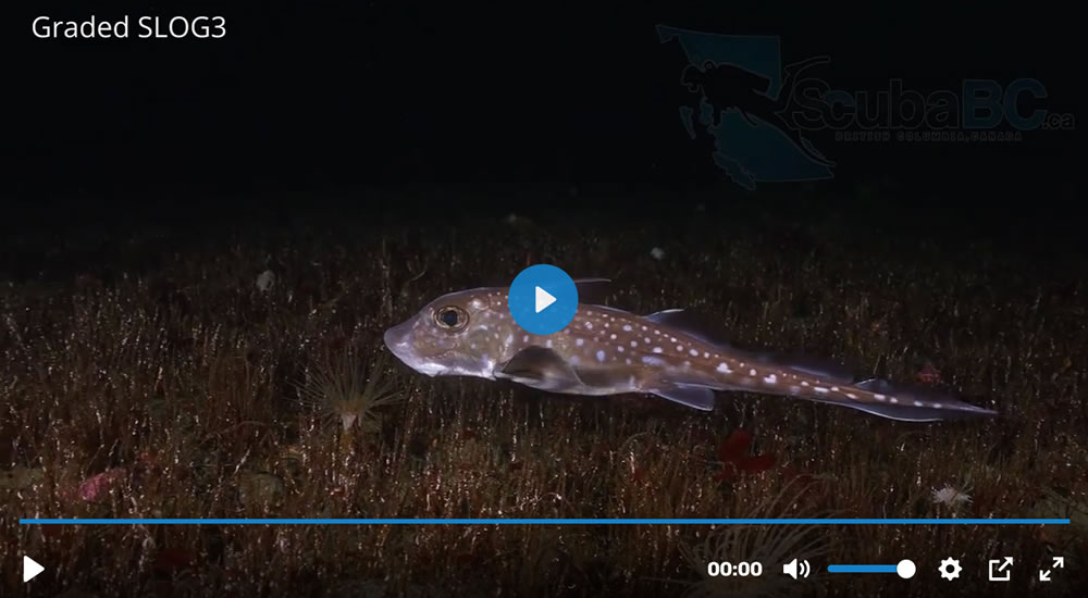 ratfish-stock-footage-2