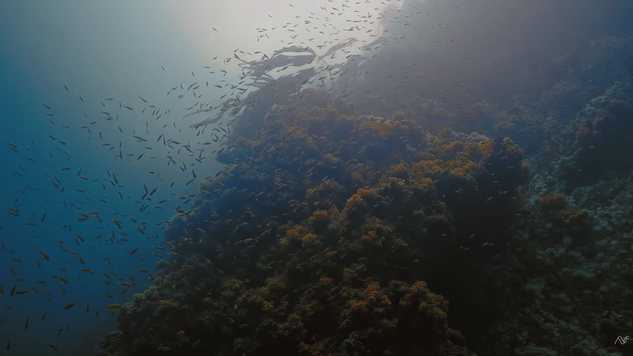 Reef life in Browning Passage