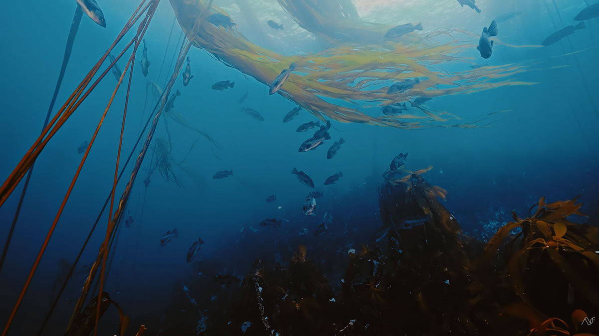 A school of rockfish suspended in the kelp forest at 7 Tree Island
