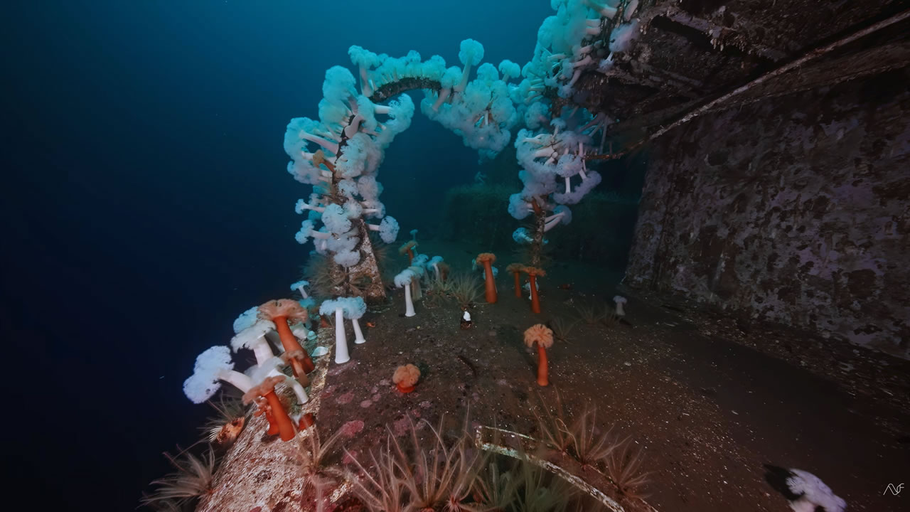 Shipwrecks of BC Ambient Underwater Film