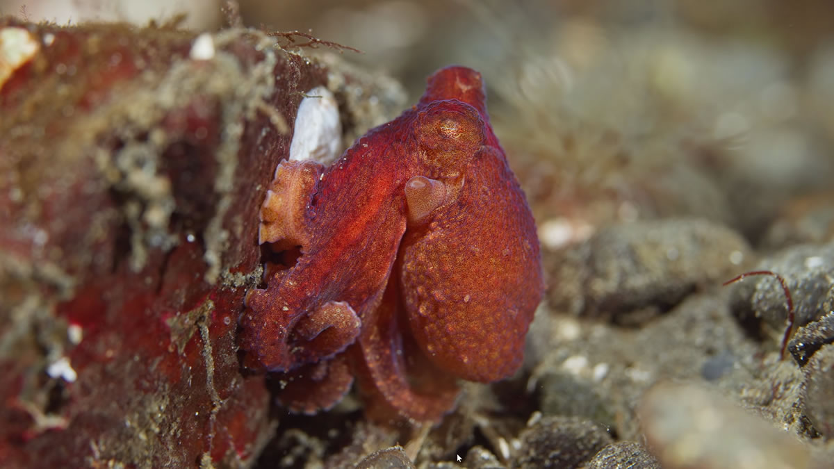A small ruby octopus perched on a rock off Vancouver Island