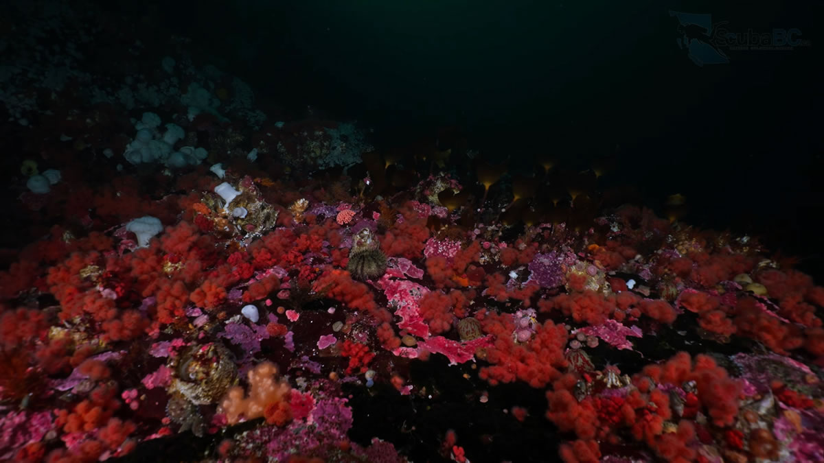 Fields of Strawberry Anemones at Bob's Spot in the Broughton Archipelago