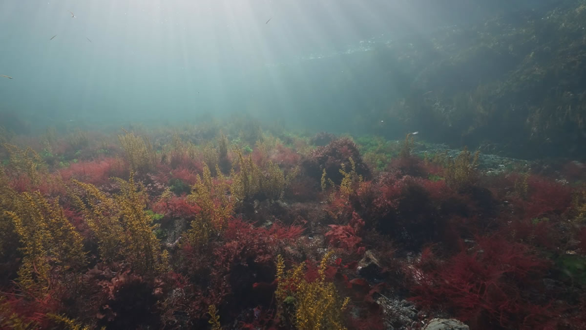 Sun rays dancing in the shallows of the Salish Sea.