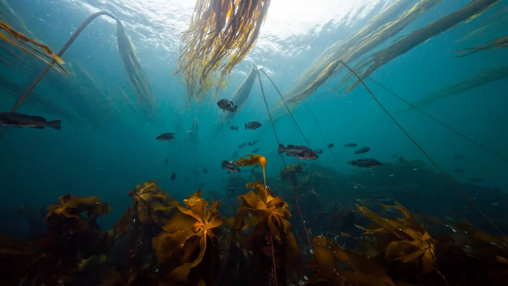 Laowa 10mm Lens Underwater Review