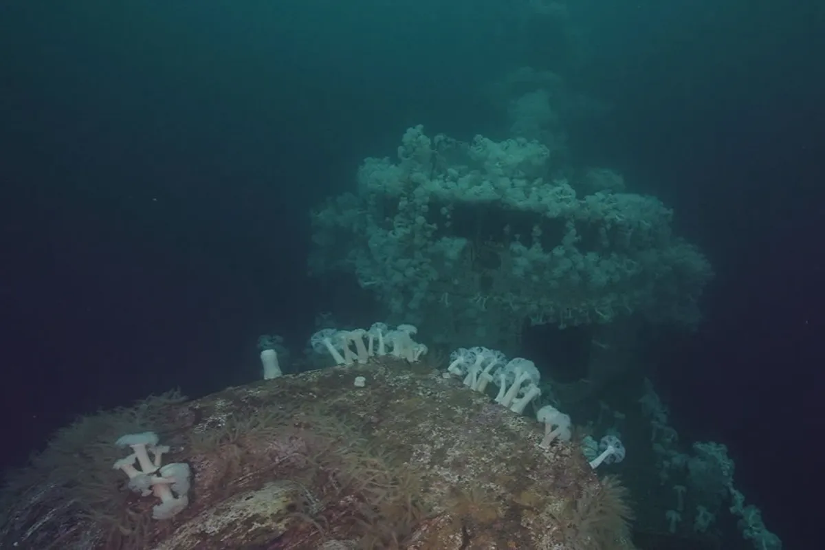 Sunken shipwreck and artificial reef filmed underwater in British Columbia
