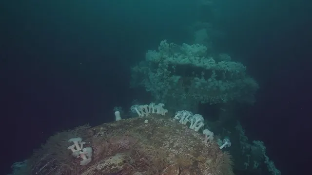 Underwater shipwreck covered in marine life off British Columbia