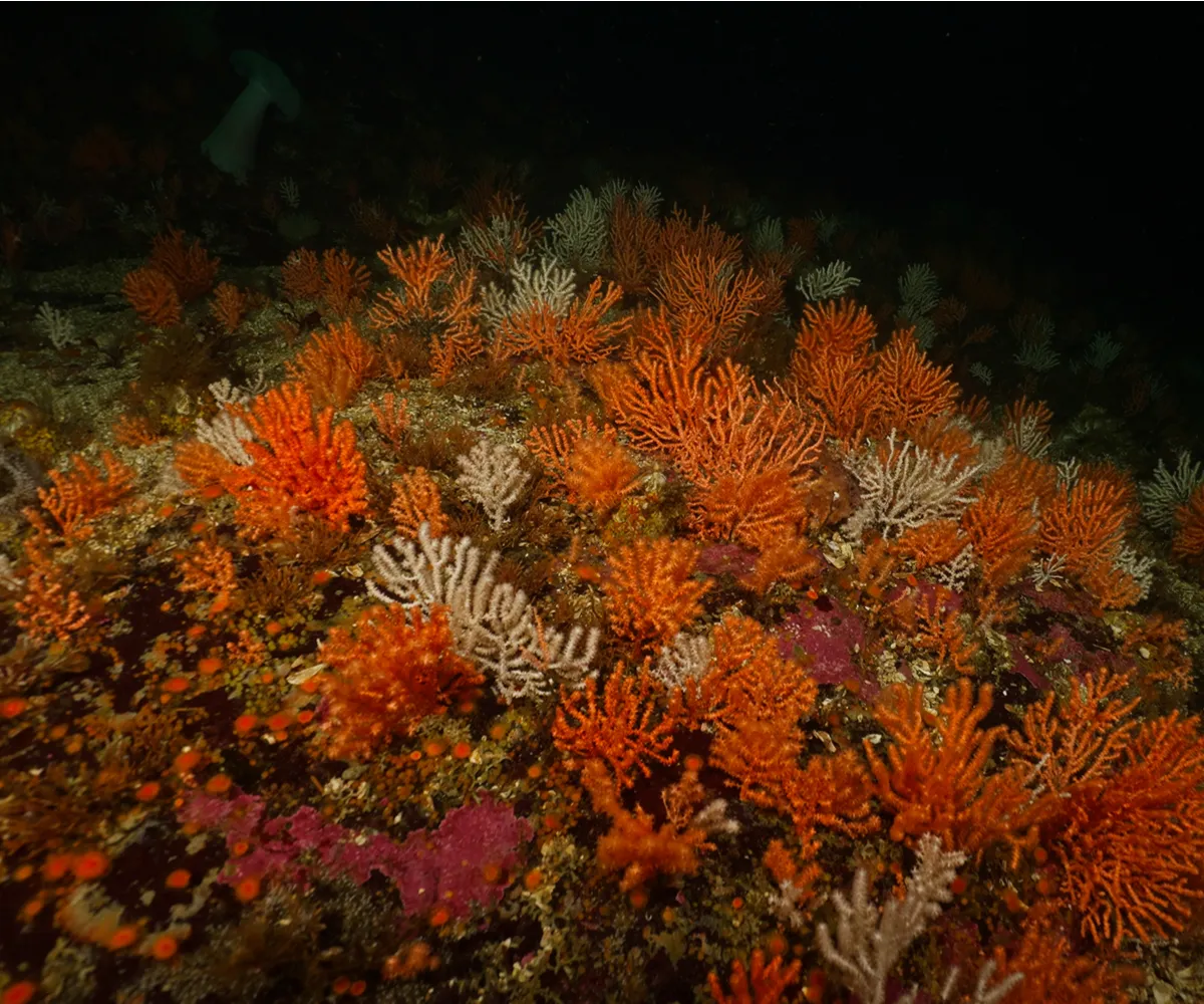 Colourful cold-water reef and underwater scenery filmed in British Columbia