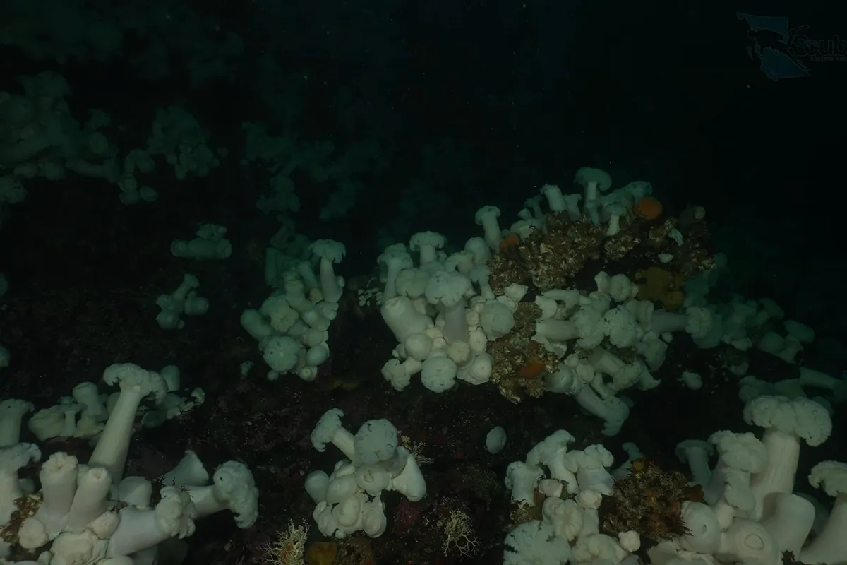 Colourful cold-water reefs and underwater walls in the Broughton Archipelago, British Columbia