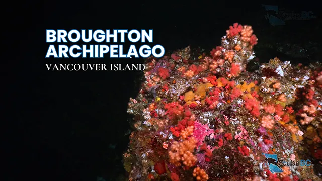 Colourful underwater reef in the Broughton Archipelago