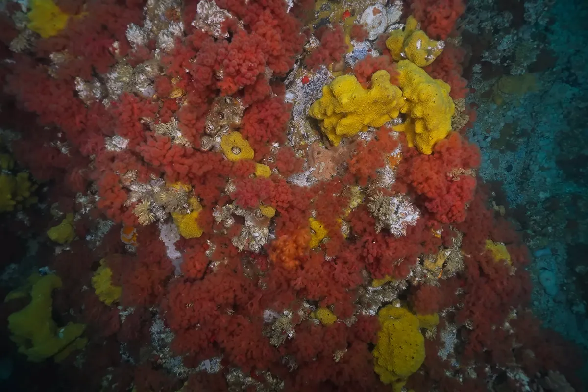 Vibrant underwater reef scenery in Browning Passage near Port Hardy, British Columbia