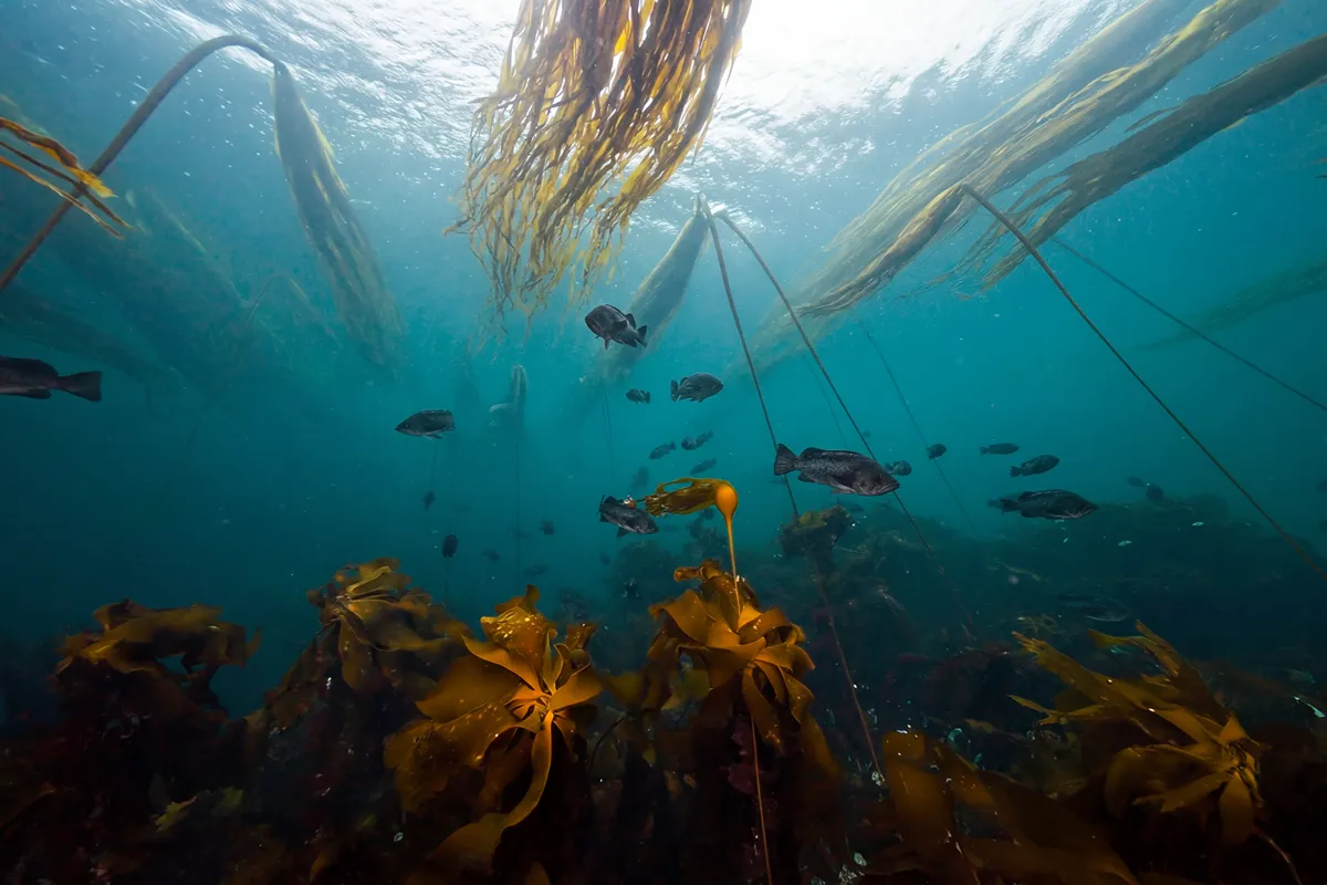 Kelp forest underwater stock footage filmed around Vancouver Island, British Columbia