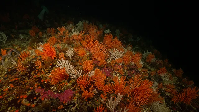 Colourful cold water reef in Browning Passage