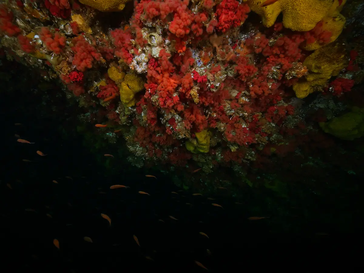 Colourful underwater marine life and reef ecosystems of Northern Vancouver Island, British Columbia