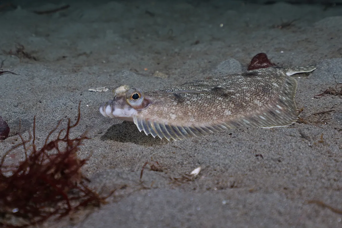 Small coastal fish filmed in the underwater habitats of British Columbia