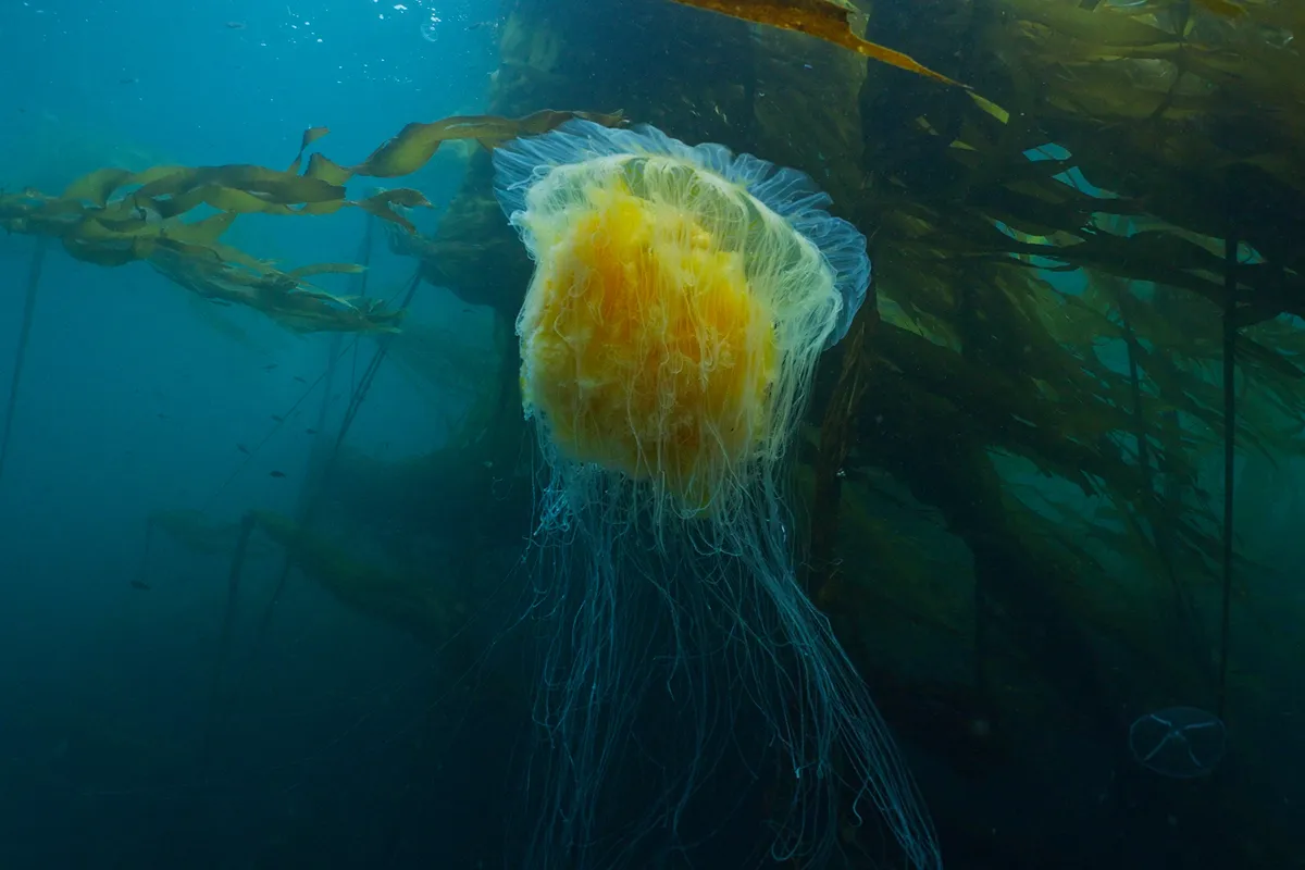 Fried egg jellyfish swimming underwater in British Columbia