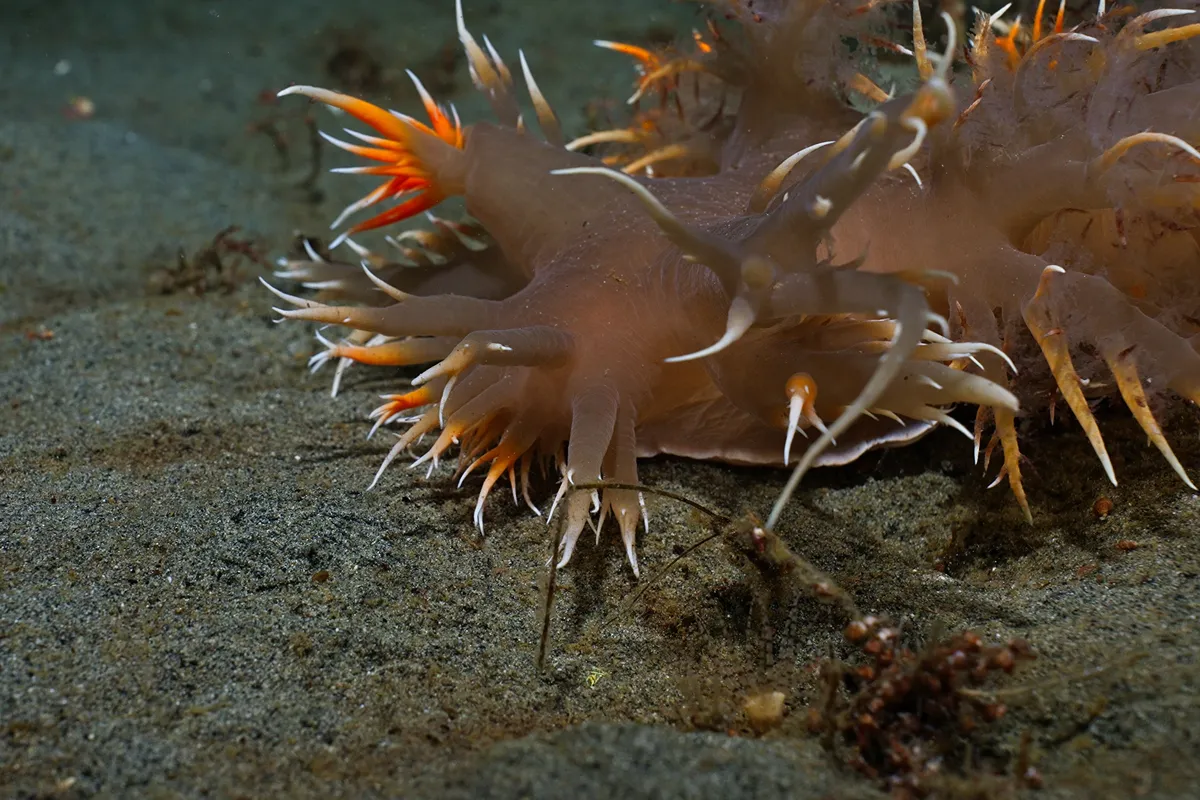 Giant nudibranch filmed underwater in British Columbia