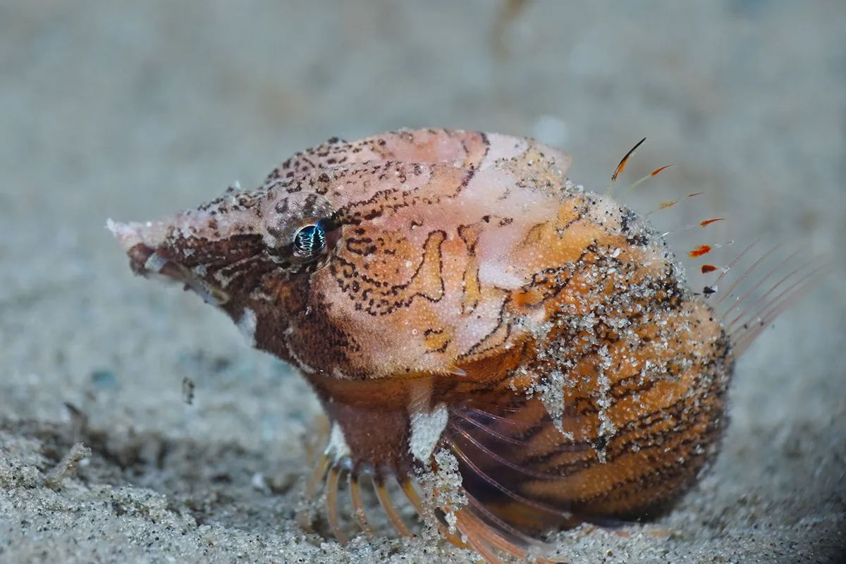 Tiny Pacific spiny lumpsucker and other macro marine wildlife in British Columbia