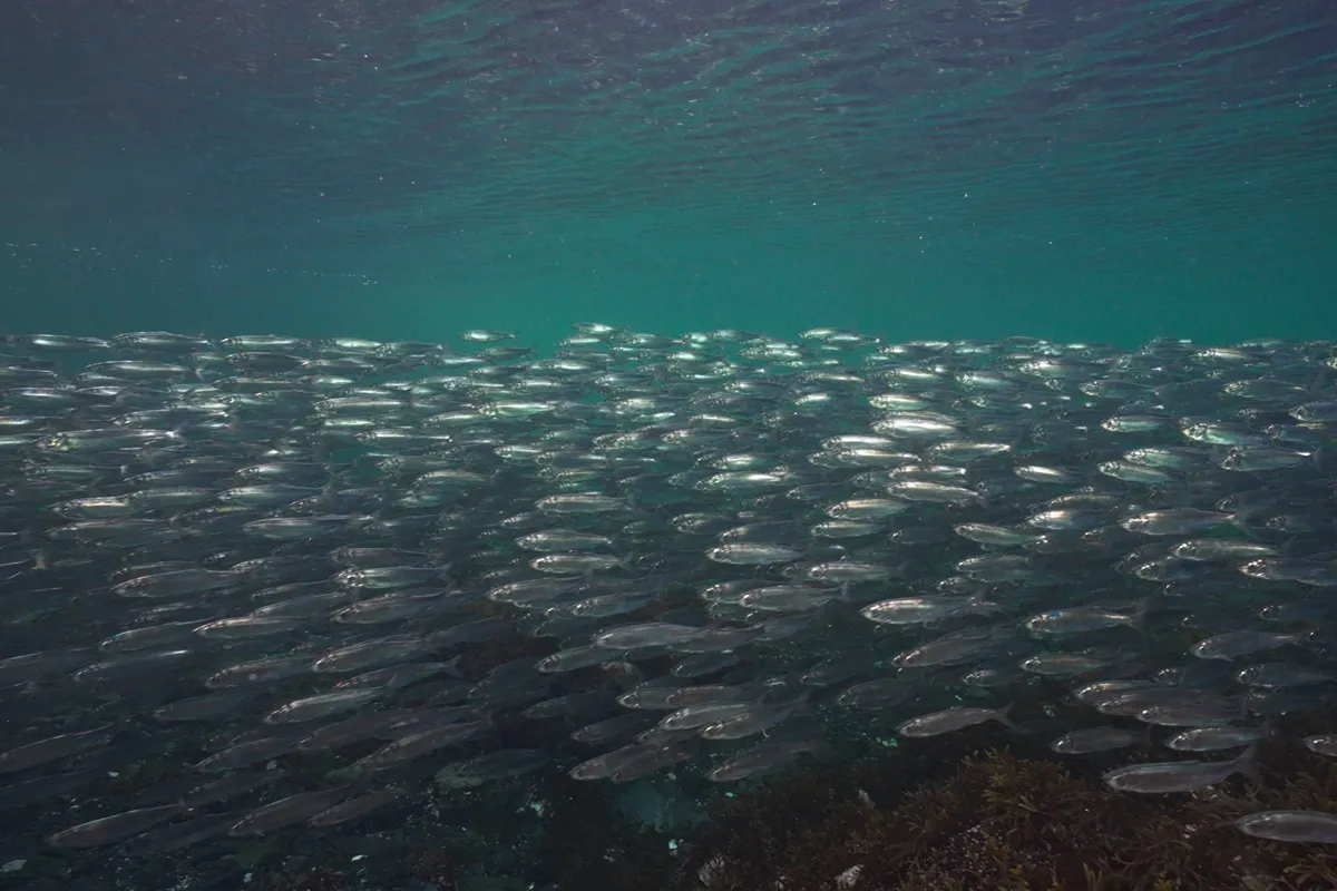 School of Pacific herring swimming together in coastal British Columbia waters