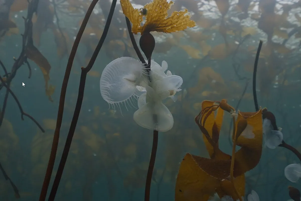 Hooded nudibranchs gathering among kelp in British Columbia