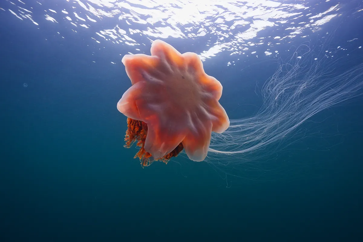One-hour underwater jellyfish film featuring jellyfish in British Columbia's coastal waters