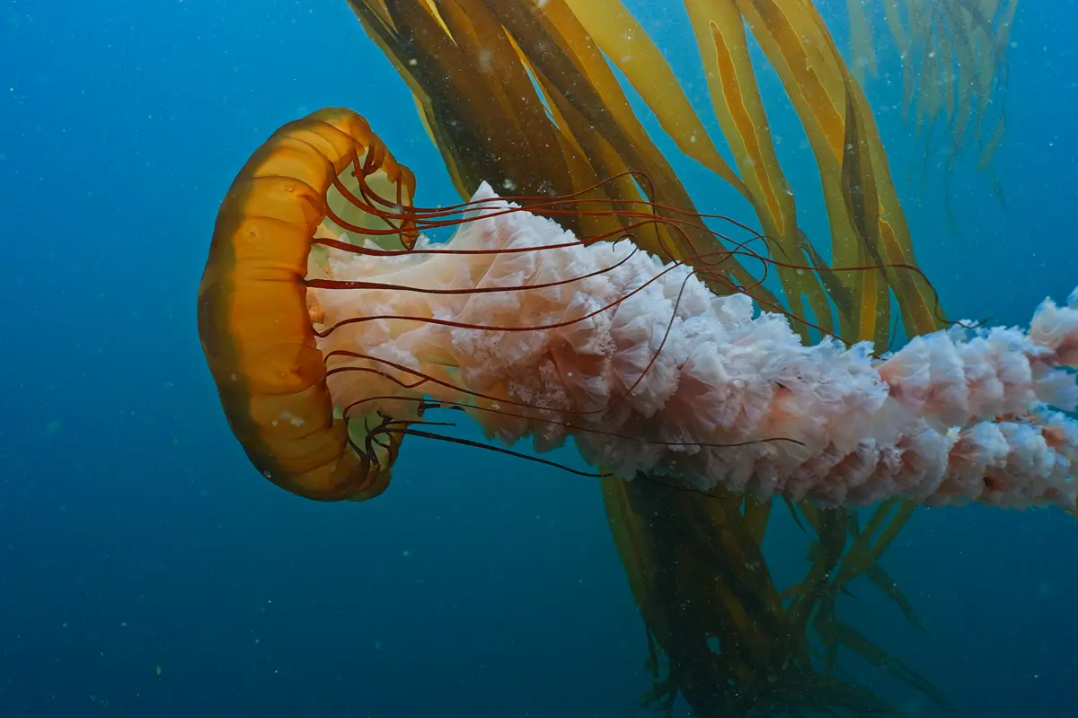 Lion's mane jellyfish swimming underwater in British Columbia