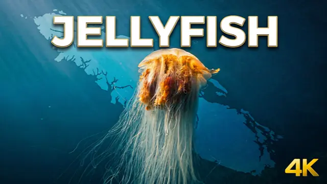 Jellyfish drifting through dark ocean water