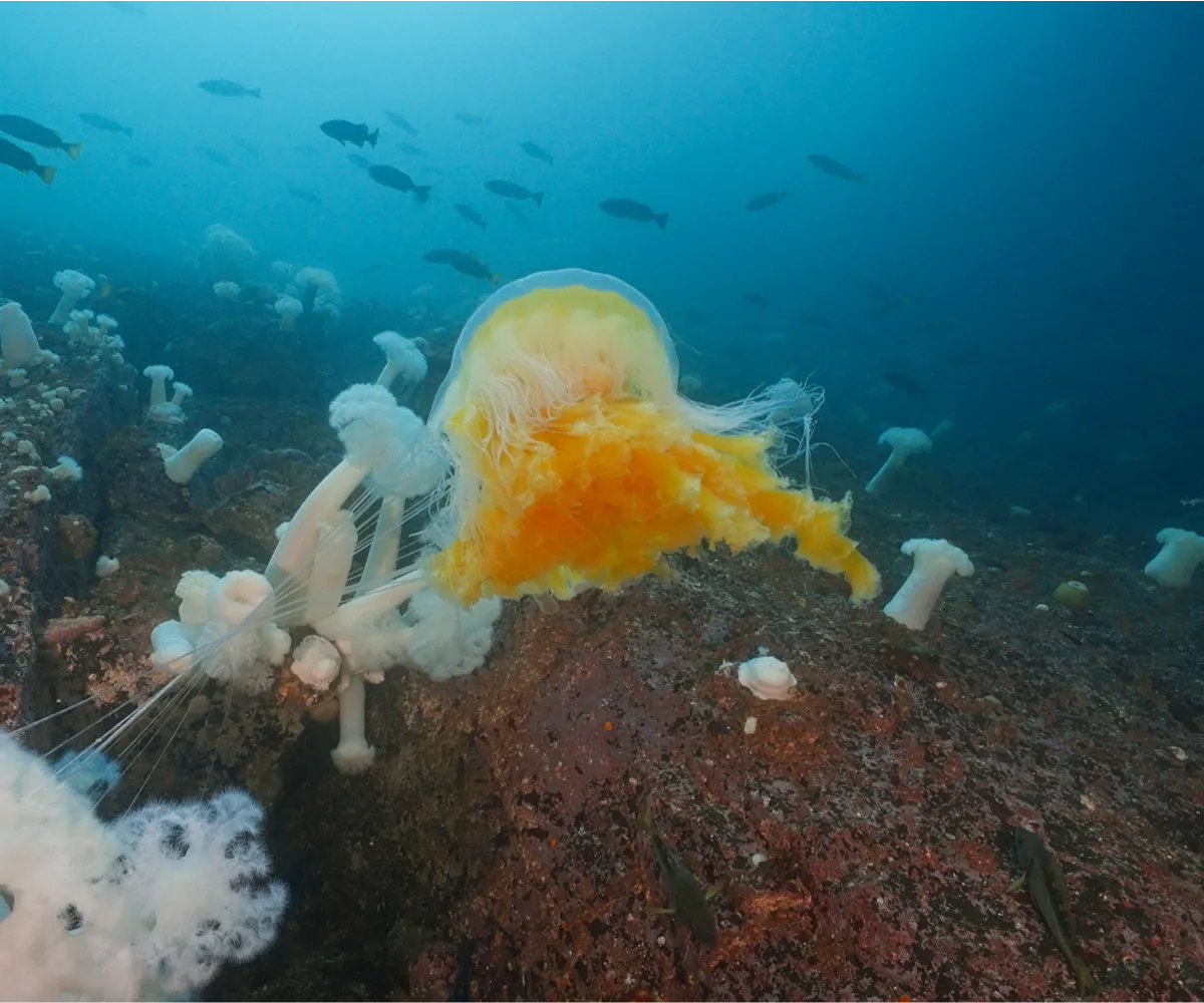 Jellyfish swimming in the coastal waters of British Columbia, filmed in 4K underwater