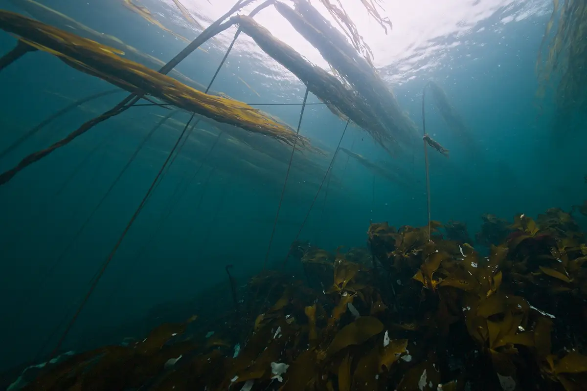 Kelp forests and underwater scenery filmed in British Columbia