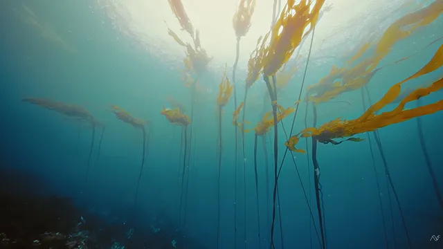 Sunlight illuminating an underwater kelp forest in Browning Passage, British Columbia
