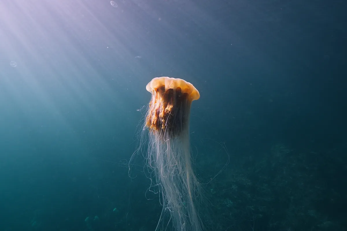Lion's mane jellyfish with long trailing tentacles filmed underwater in British Columbia