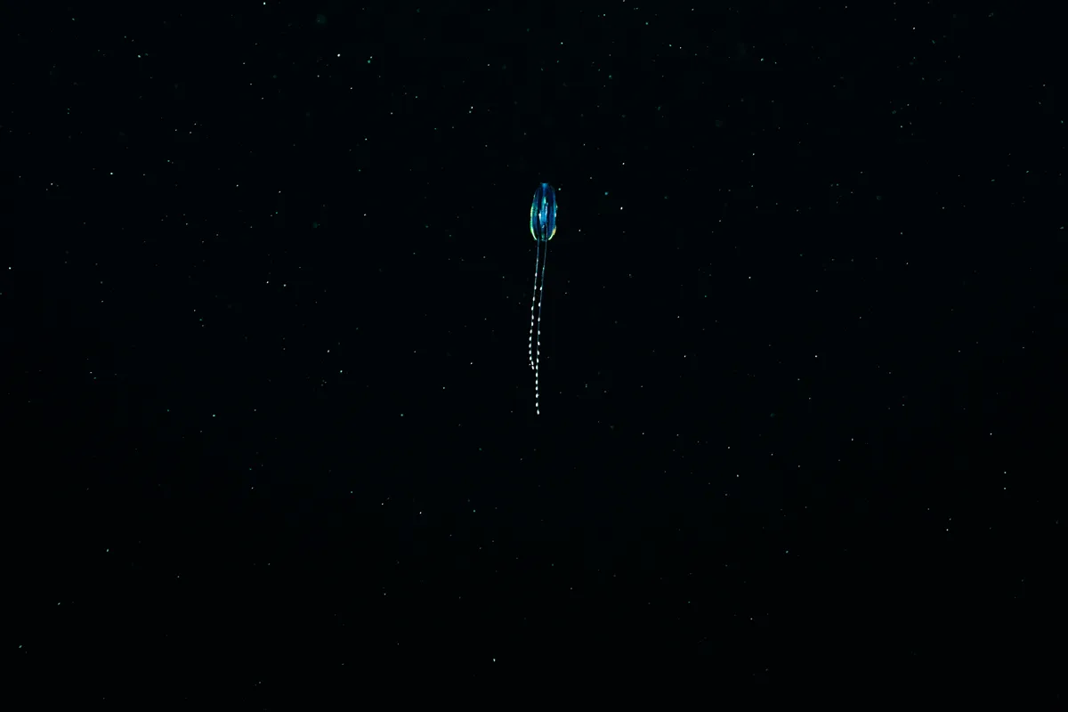 Additional jellyfish and gelatinous marine life filmed underwater in British Columbia
