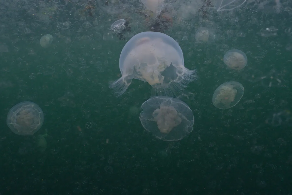 Translucent moon jellyfish swimming in coastal British Columbia waters