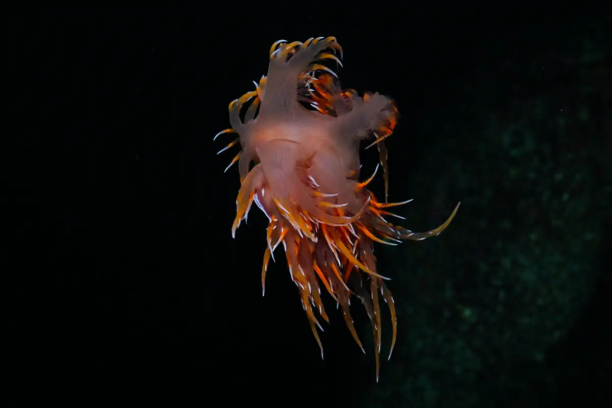Colourful nudibranch sea slugs filmed underwater in British Columbia