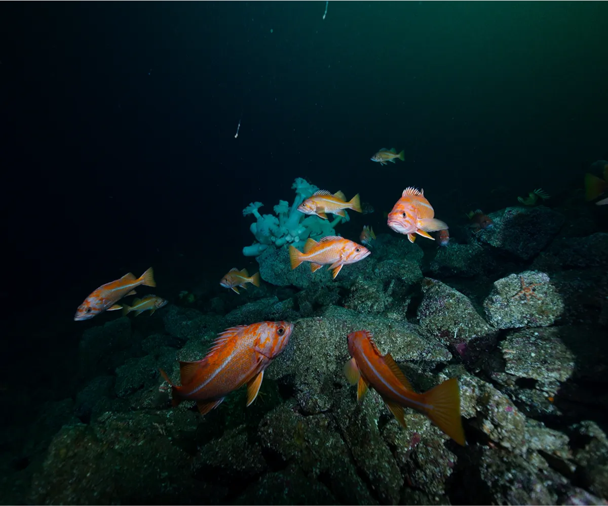 Pacific fish and sharks inhabiting the underwater reefs and coastal waters of British Columbia