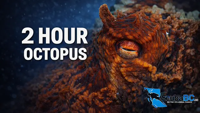 Giant Pacific octopus resting on the ocean floor